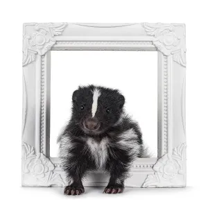 Black and white baby skunk standing throughtt white image frame