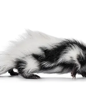 Black and white baby skunk walking side ways