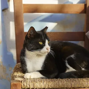 A black and white cat sits on a chair in the sunlight A black and white cat sits on a chair in the sunlight