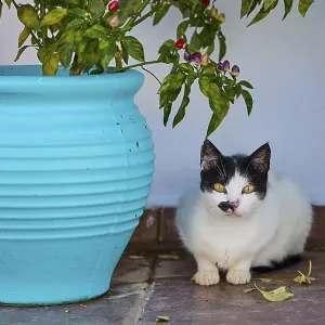 Black and white cat sitting between two blue flower pots on floor tiles