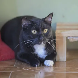 A black and white cat with yellow eyes rests attentively on the floor A black and white cat with yellow eyes rests attentively on the floor