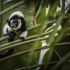 Black and white collar lemur (Varicea varigata) in the rainforests of eastern Madagascar