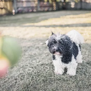 A black and white dog eyes a green ball as someone holds it A black and white dog eyes a green ball as someone holds it
