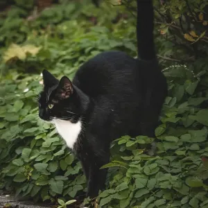 Black and white felidae (Felis catus) marked leaves