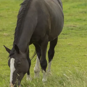 Black and white horse grazing on a green pasture