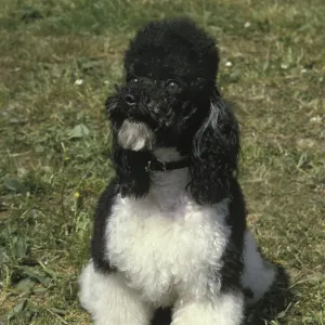 Black and White Miniature Poodle Dog