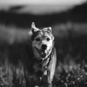 Black and white photo of a happy mongrel dog walking in the meadow Black and white photo of a happy mongrel dog walking in the meadow
