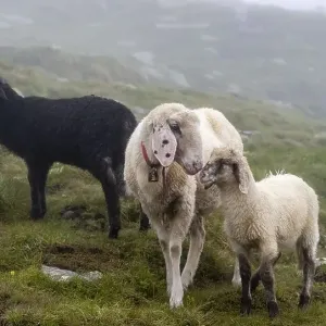 Black and white sheep, mother with young Black and white sheep, mother with young