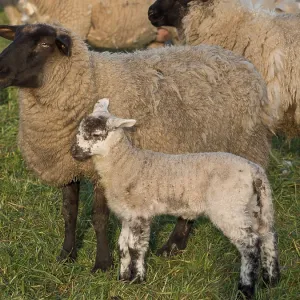 A black and white sheep standing with a lamb on a green pasture A black and white sheep standing with a lamb on a green pasture