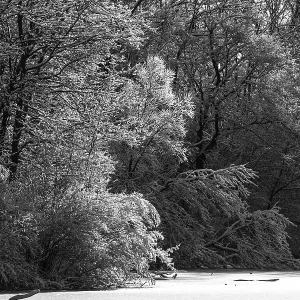 Black and white snowy forest with dense trees creating a high contrast scene in London