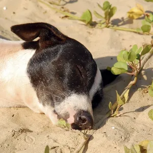 Black and white stray dog is sleeping on the sand beach in Goa