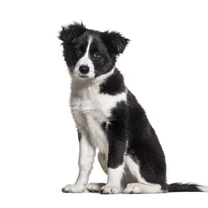 Black and white young dog sitting on a white background Black and white young dog sitting on a white background