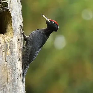Black Woodpecker (Dryocopus martius) at the nest hole Black Woodpecker (Dryocopus martius) at the nest hole