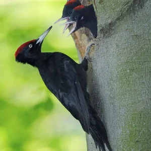 Black woodpecker (Dryocopus martius) and young birds at nest hole