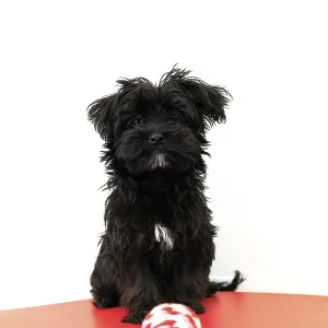 Black Yorktese puppy dog wakeful on red sofa and ready to play with ball Black Yorktese puppy dog wakeful on red sofa and ready to play with ball