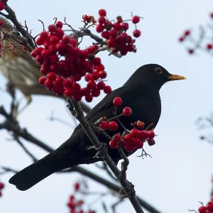 Blackbird perched on a branch with red berrys Blackbird perched on a branch with red berrys