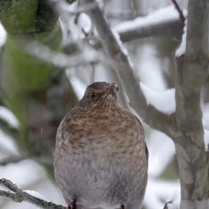 Blackbird (Turdus merula), female
