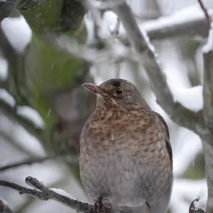 Blackbird (Turdus merula), female