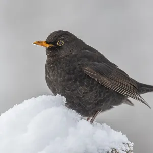 Blackbird (turdus merula) in the snow