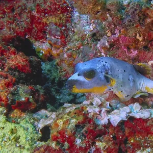 A blackspotted pufferfish (Arothron nigropunctatus) A blackspotted pufferfish (Arothron nigropunctatus)