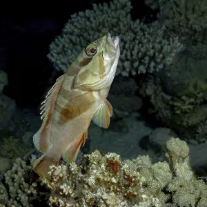 Le Grouper à bandes noires (Epinephelus fasciatus) montrant ses nageoires striées saisissantes.