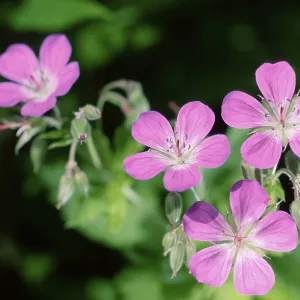 Blood red cranesbill, Norway, Europe