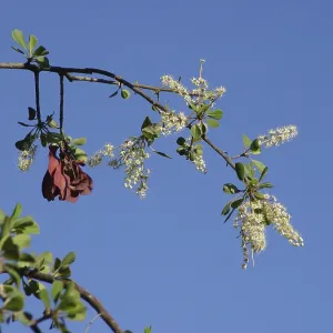 Bloodfruit tree (Terminalia prunioides) Bloodfruit tree (Terminalia prunioides)