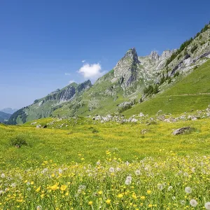 Blooming alpine meadow with mountain panorama