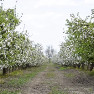 Blooming apple orchard. Adult trees bloom in the apple orchard Blooming apple orchard. Adult trees bloom in the apple orchard