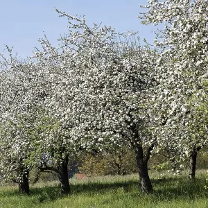 Blooming apple trees, Lalling, Lower Bavaria Blooming apple trees, Lalling, Lower Bavaria