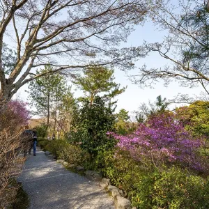 Blooming bushes in Sogenchi Teien Japanese Garden