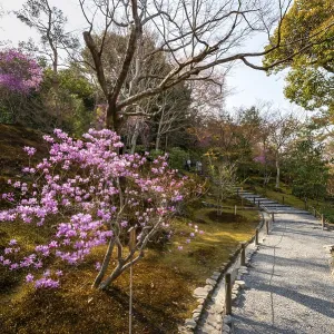 Blooming bushes in Sogenchi Teien Japanese Garden Blooming bushes in Sogenchi Teien Japanese Garden