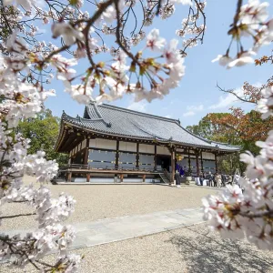 Blooming cherry trees, Kondo main hall of Ninna-ji Temple Blooming cherry trees, Kondo main hall of Ninna-ji Temple