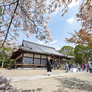 Blooming cherry trees, Kondo main hall of Ninna-ji Temple