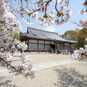 Blooming cherry trees, Kondo main hall of Ninna-ji Temple Blooming cherry trees, Kondo main hall of Ninna-ji Temple