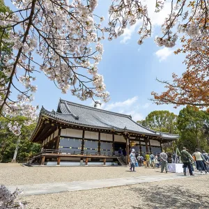 Blooming cherry trees, Kondo main hall of Ninna-ji Temple