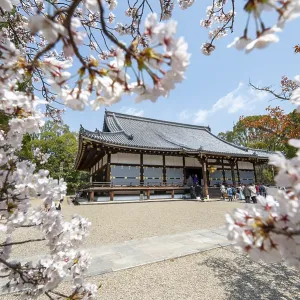 Blooming cherry trees, Kondo main hall of Ninna-ji Temple Blooming cherry trees, Kondo main hall of Ninna-ji Temple