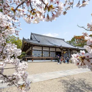 Blooming cherry trees, Kondo main hall of Ninna-ji Temple