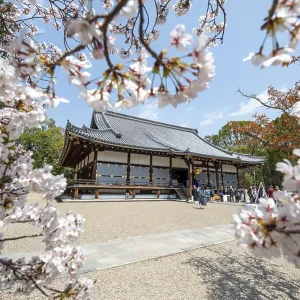 Blooming cherry trees, Kondo main hall of Ninna-ji Temple Blooming cherry trees, Kondo main hall of Ninna-ji Temple