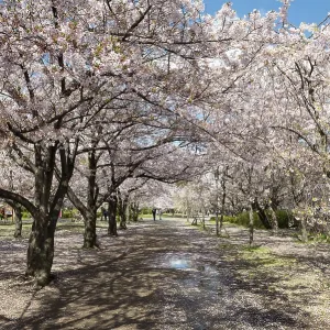 Blooming cherry trees in a park at Osaka Castle Moat