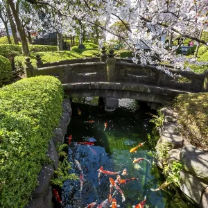 Blooming cherry trees and pond with koi carp Blooming cherry trees and pond with koi carp