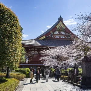 Blooming cherry trees and red-gold roof gable of a temple building Blooming cherry trees and red-gold roof gable of a temple building