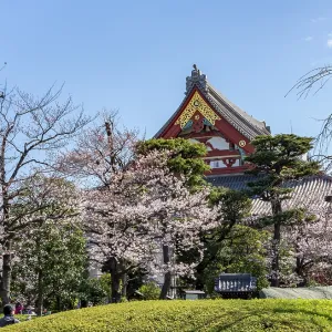 Blooming cherry trees and red-gold roof gable of a temple building Blooming cherry trees and red-gold roof gable of a temple building