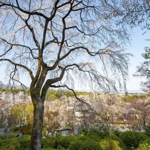 Blooming cherry trees Sogenchi Teien Japanese Garden