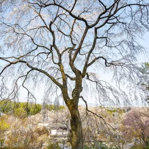 Blooming cherry trees Sogenchi Teien Japanese Garden