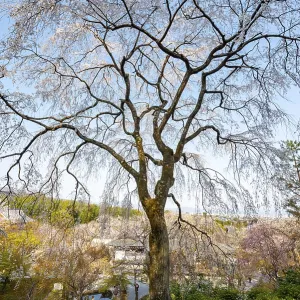 Blooming cherry trees Sogenchi Teien Japanese Garden Blooming cherry trees Sogenchi Teien Japanese Garden