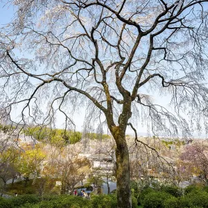 Blooming cherry trees Sogenchi Teien Japanese Garden