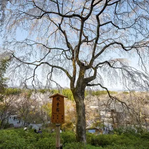 Blooming cherry trees Sogenchi Teien Japanese Garden Blooming cherry trees Sogenchi Teien Japanese Garden