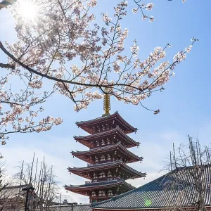 Blooming cherry trees with sun star Blooming cherry trees with sun star