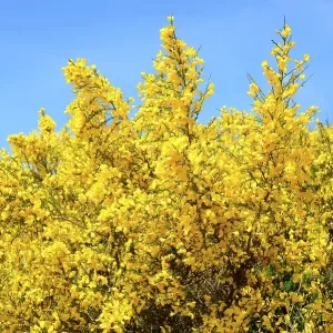 Blooming Common broom (Cytisus scoparius)